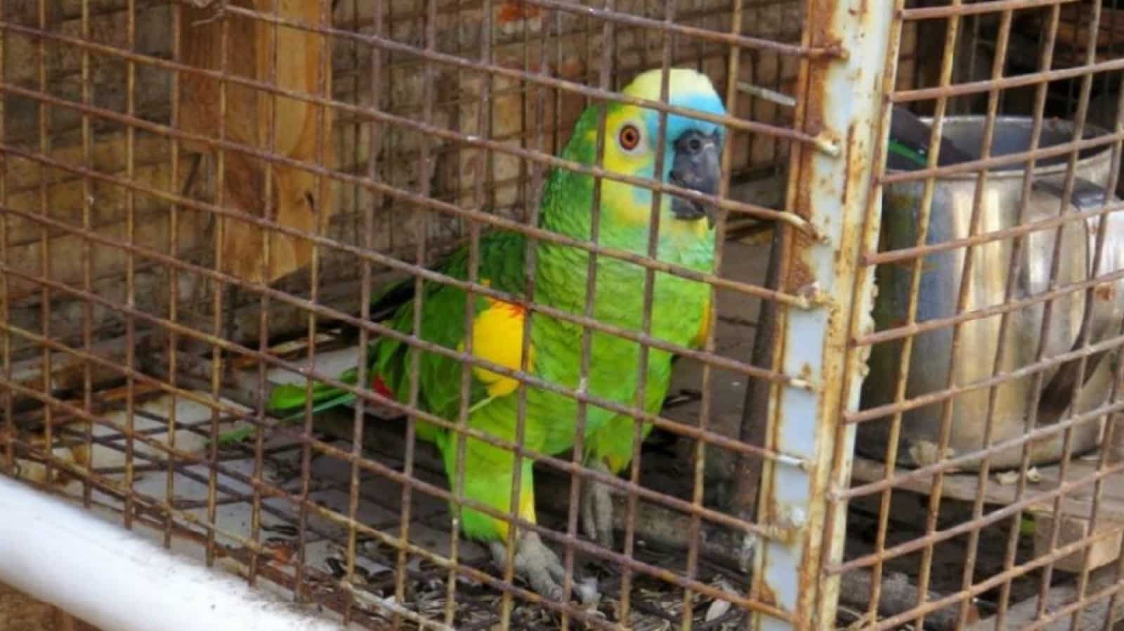 Vender loros, guacamayas y otros animales silvestres es un delito en Venezuela